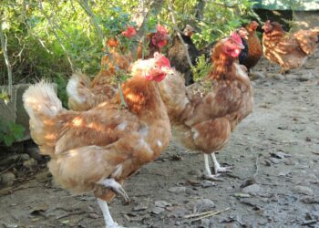 Est-ce que le vinaigre blanc tue les poux rouges ?