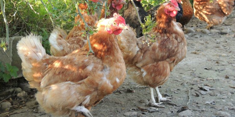 Est-ce que le vinaigre blanc tue les poux rouges ?