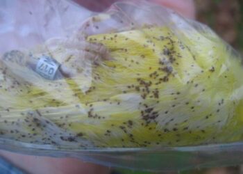 Est-ce que le vinaigre blanc tue les poux rouges ?