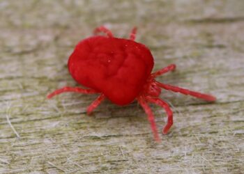 Est-ce que le vinaigre blanc tue les poux rouges ?