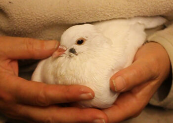 Est-ce que le vinaigre blanc tue les tiques ?