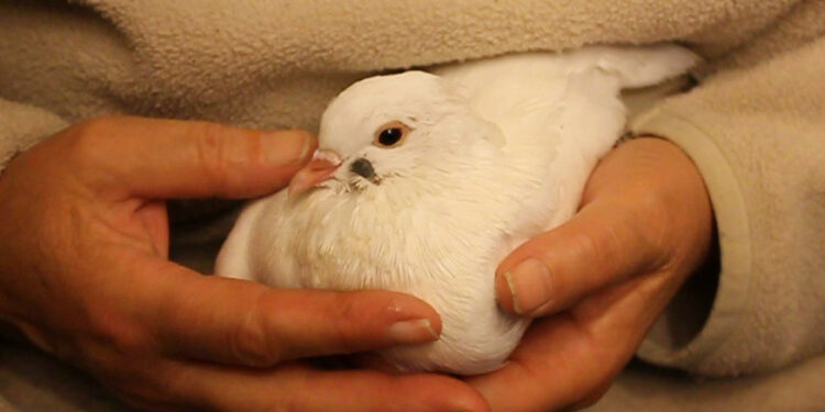 Est-ce que le vinaigre blanc tue les tiques ?