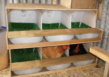 Est-ce que le vinaigre est bon pour les poules ?