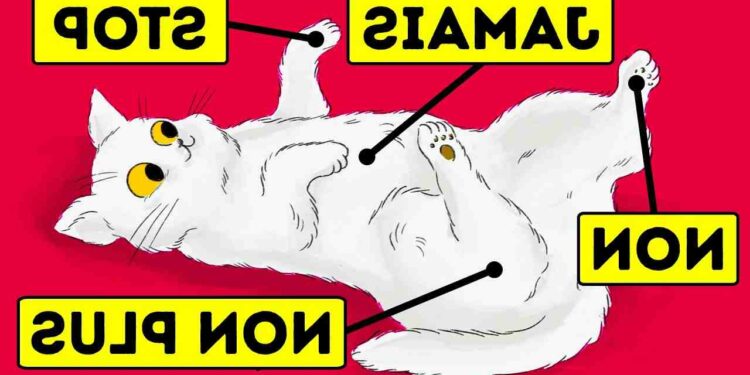 Est-ce que le vinaigre fait fuir les chats ?