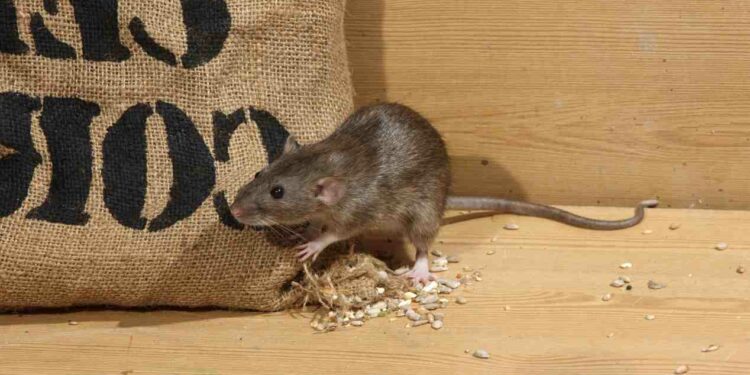 Est-ce que le vinaigre fait fuir les rats ?