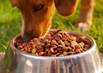 Est-ce que le yaourt est bon pour les chiens ?