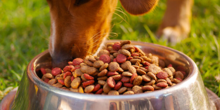 Est-ce que le yaourt est bon pour les chiens ?