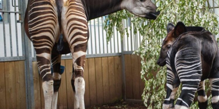 Est-ce que le zèbre est dangereux ?