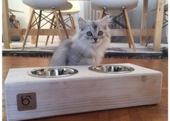 Est-ce que l'eau de Javel est un répulsif pour les chats ?