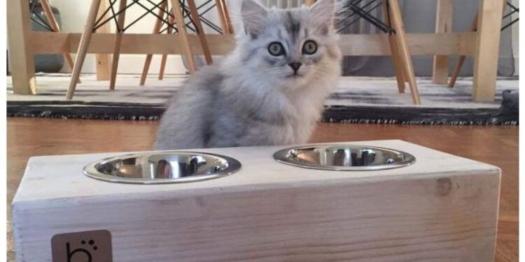 Est-ce que l'eau de Javel est un répulsif pour les chats ?
