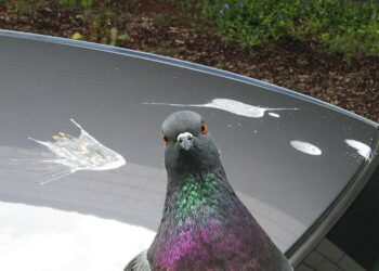 Est-ce que l'eau de Javel fait fuir les pigeons ?