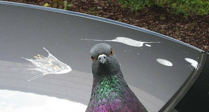Est-ce que l'eau de Javel fait fuir les pigeons ?