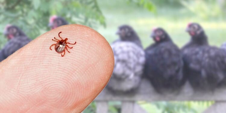 Est-ce que l'eau de javel tue les poux des poules ?