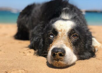 Est-ce que l'eau de mer est mauvaise pour les chiens ?