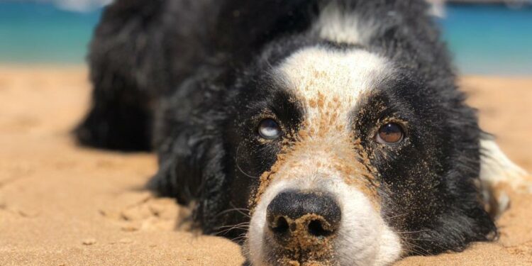 Est-ce que l'eau de mer est mauvaise pour les chiens ?