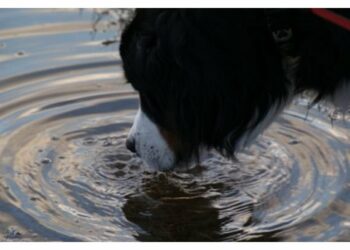 Est-ce que l'eau de mer est mauvaise pour les chiens ?