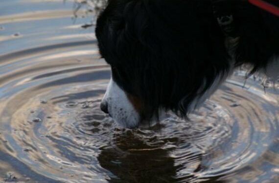 Est-ce que l'eau de mer est mauvaise pour les chiens ?