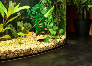 Est-ce que l'eau du robinet est bonne pour les poissons ?