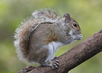 Est-ce que l'écureuil est dangereux pour l'homme ?