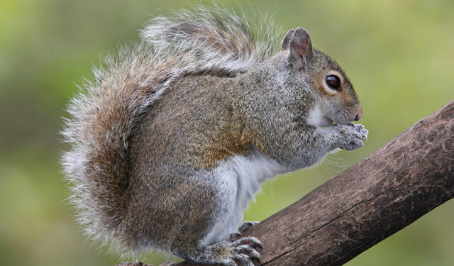 Est-ce que l'écureuil est dangereux pour l'homme ?