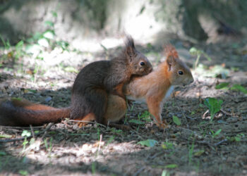 Est-ce que l'écureuil est un rat ?