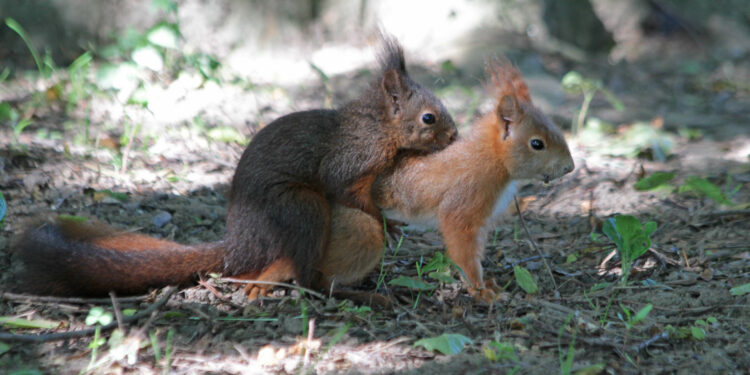 Est-ce que l'écureuil est un rat ?