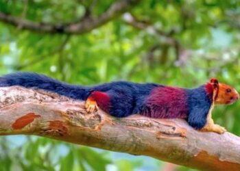 Est-ce que l'écureuil est un rat ?