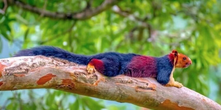 Est-ce que l'écureuil est un rat ?