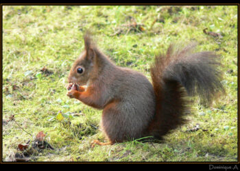 Est-ce que l'écureuil vit la nuit ?