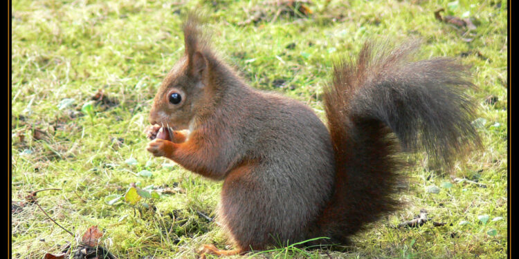 Est-ce que l'écureuil vit la nuit ?