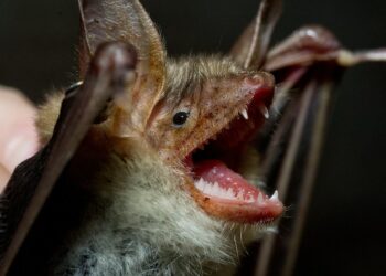 Est-ce que les Chauves-souris mordent les humains ?
