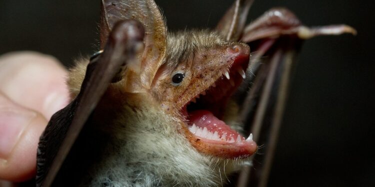 Est-ce que les Chauves-souris mordent les humains ?