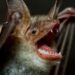Est-ce que les Chauves-souris mordent les humains ?