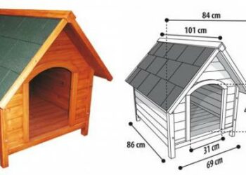 Est-ce que les Malinois se calme à quel âge ?