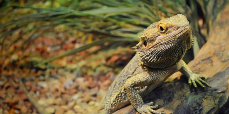 Est-ce que les amphibiens sont des reptiles ?