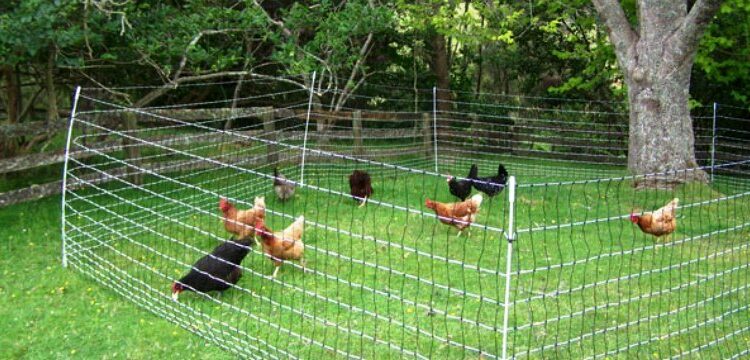 Est-ce que les buses attaquent les poules ?