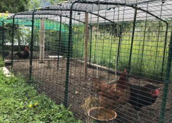 Est-ce que les buses mangent les poules ?