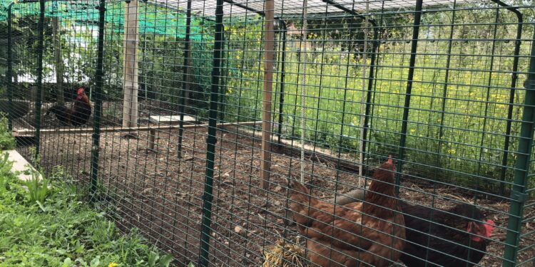 Est-ce que les buses mangent les poules ?