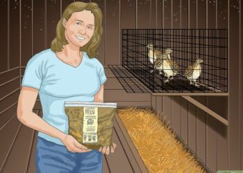 Est-ce que les cailles craignent le froid ?