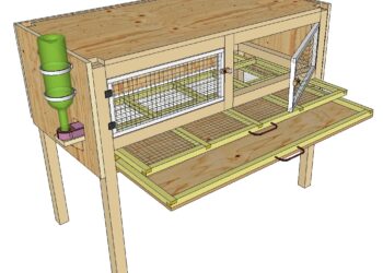 Est-ce que les cailles peuvent vivre avec les poules ?