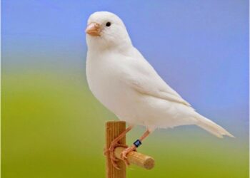 Est-ce que les canaris aiment le soleil ?