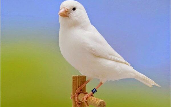 Est-ce que les canaris aiment le soleil ?