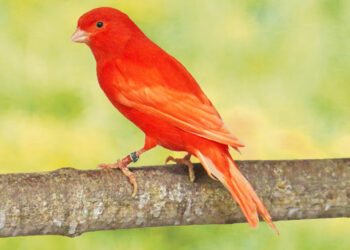 Est-ce que les canaris aiment le soleil ?