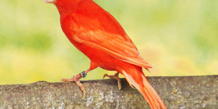 Est-ce que les canaris aiment le soleil ?