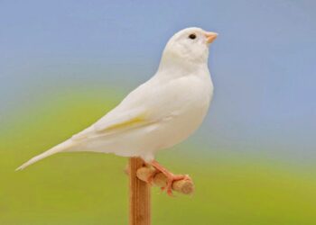 Est-ce que les canaris aiment le soleil ?