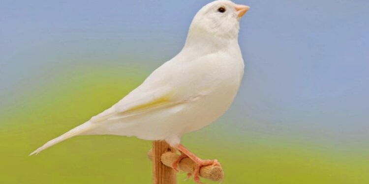 Est-ce que les canaris aiment le soleil ?