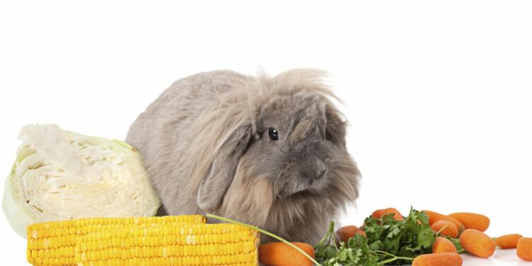 Est-ce que les carottes sont bonnes pour les lapins ?