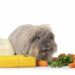 Est-ce que les carottes sont bonnes pour les lapins ?