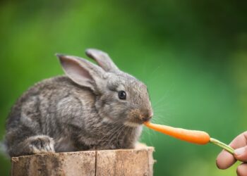 Est-ce que les carottes sont bonnes pour les lapins ?
