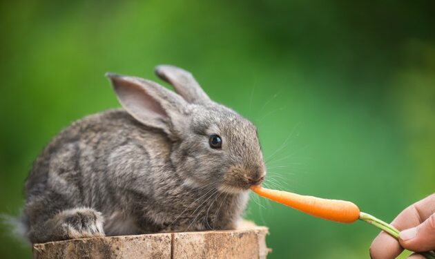 Est-ce que les carottes sont bonnes pour les lapins ?